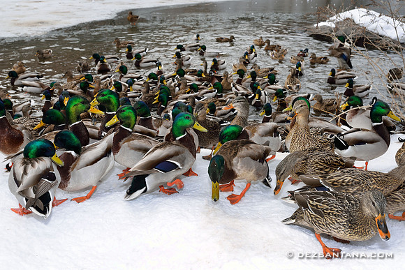 Mallards