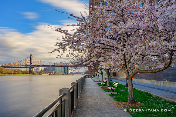 Cherry Blossoms
