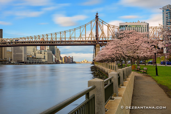 Cherry Blossoms