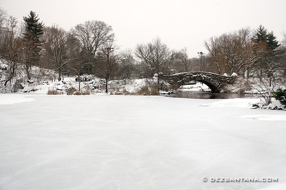 The Pond