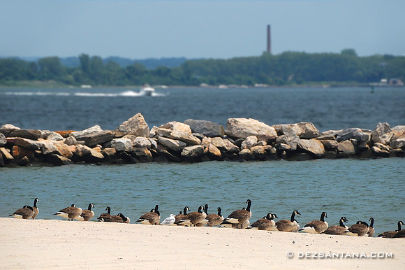 Orchard Beach