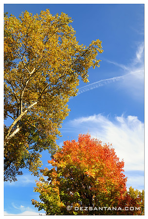 Fall Foliage