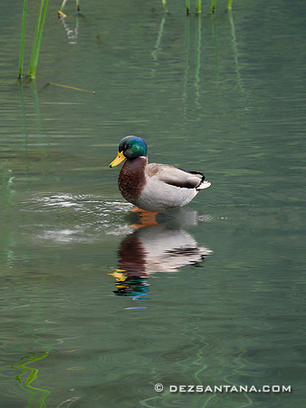 Mallard