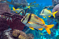 NY Aquarium