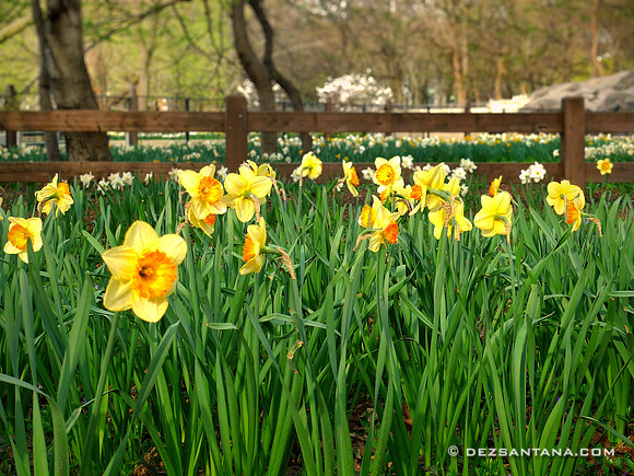 Daffodils