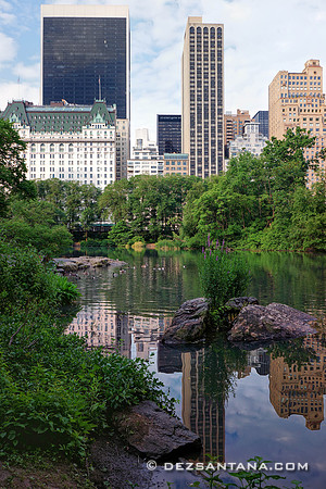 The Pond