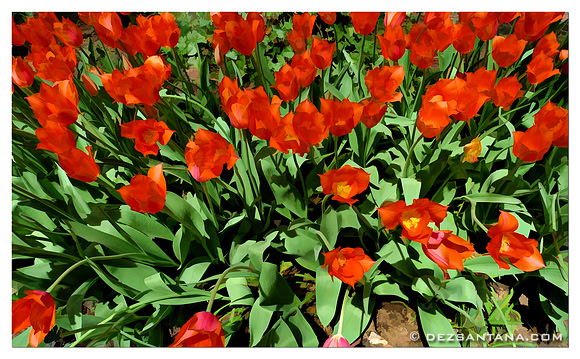 Tulipa