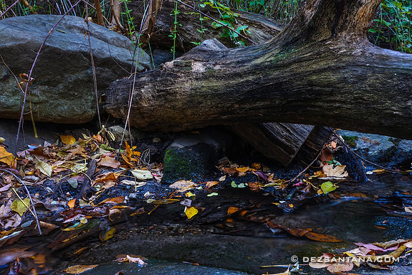 The Ramble