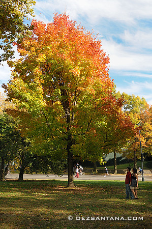 Fall Foliage