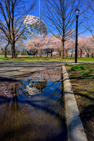 Cherry Blossoms