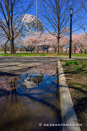 Cherry Blossoms