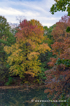 Foliage