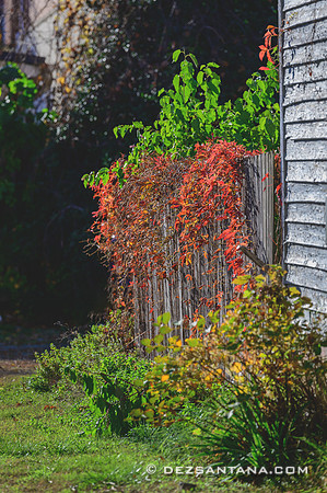 Fall Colors