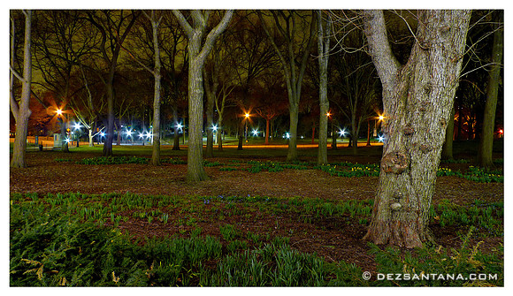 Stars In The Park