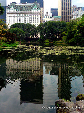 The Pond
