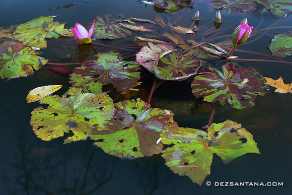 Lily Pod