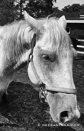 Pelham Bit Stables