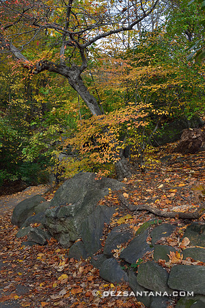 Foliage