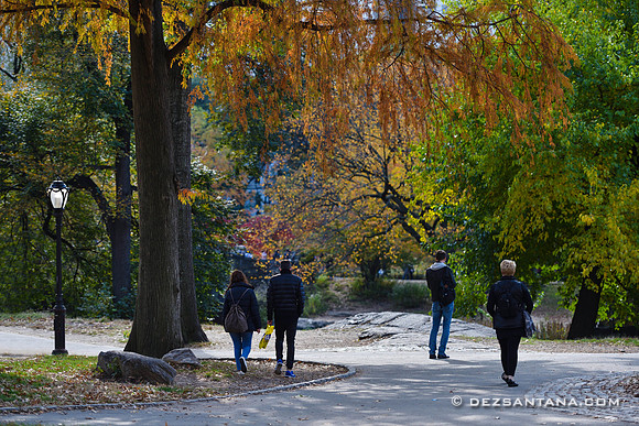 Fall Colors