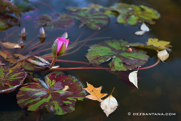 Lily Pod