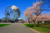 Cherry Blossoms