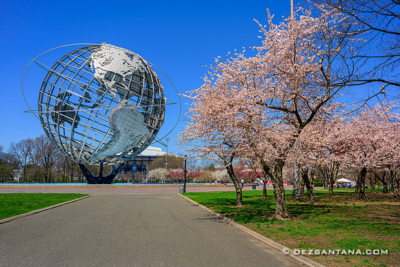 Cherry Blossoms