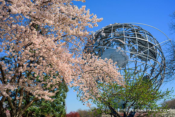 Cherry Blossoms