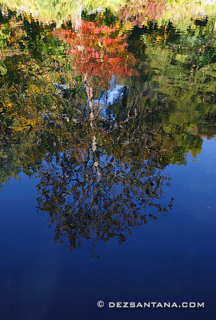 The Pool Reflection