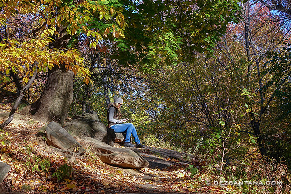 Fall Foliage