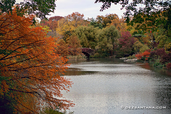 The Pond