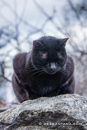 Feline