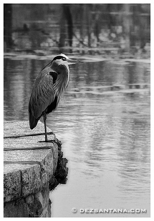 Blue Heron