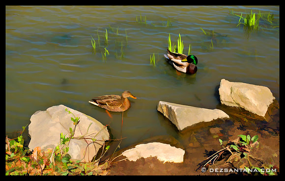 Mallard