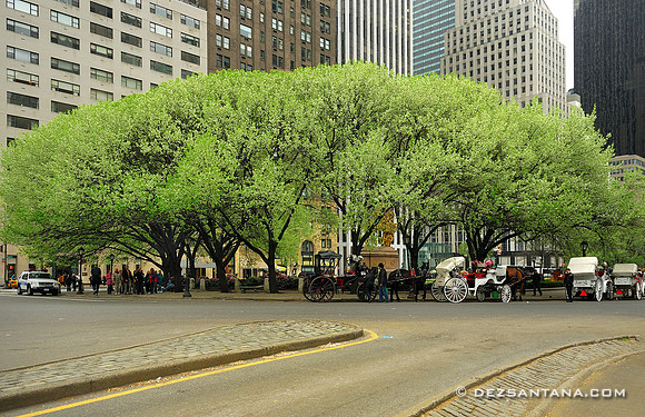 Grand Army Plaza