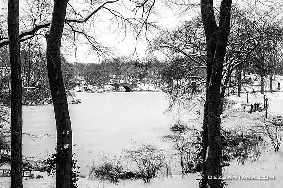 The Pond