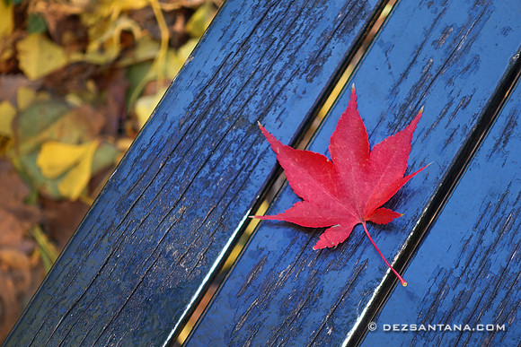 Fall Foliage