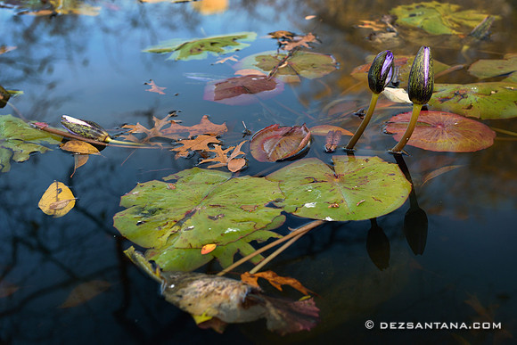 Lily Pod