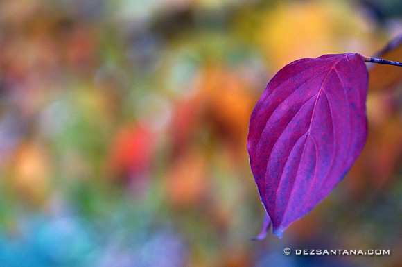 Leaf