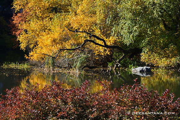 The Pond