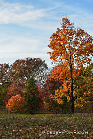 Autumn