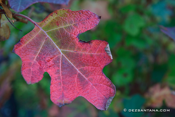Autumn Leaf