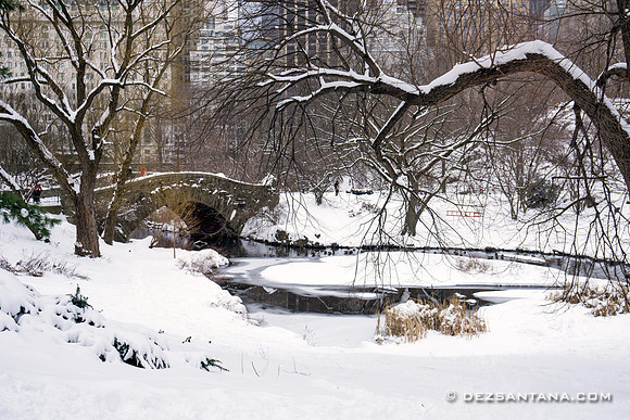 The Pond
