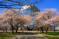 Cherry Blossoms