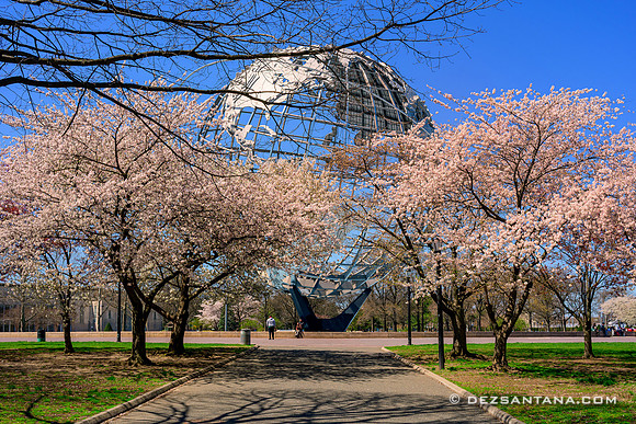 Cherry Blossoms