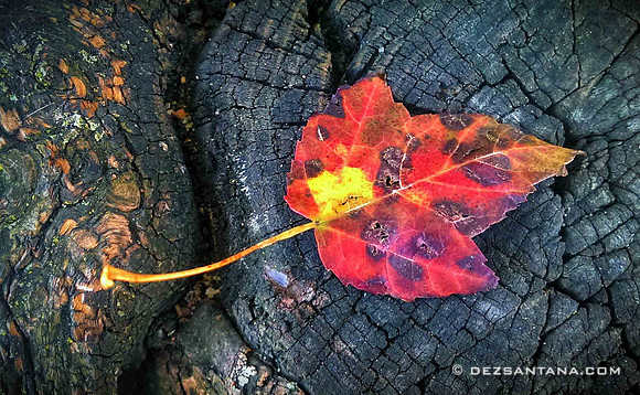 Fallen